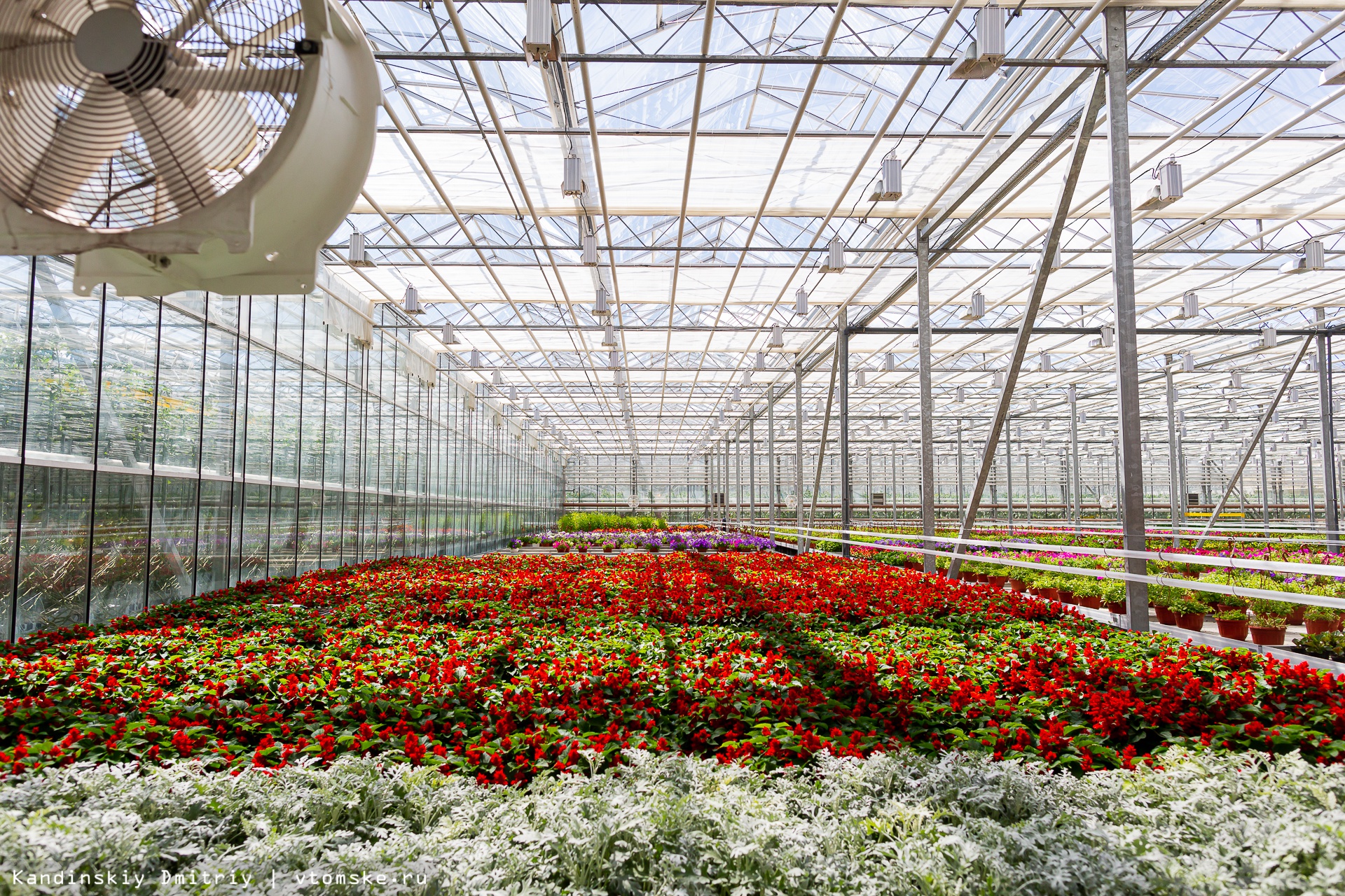 Аренда техники для выращивания цветов и растений в теплицах